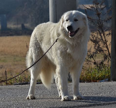 Il Cane Da Pastore Maremmano Abruzzese Allevamento Pastore Maremmano