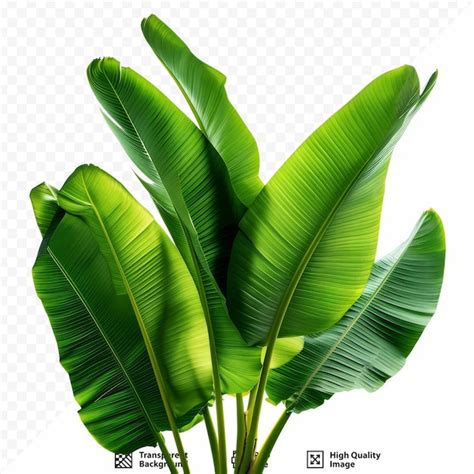 Premium Psd Group Of Big Green Banana Leaves Of Exotic Palm Tree In