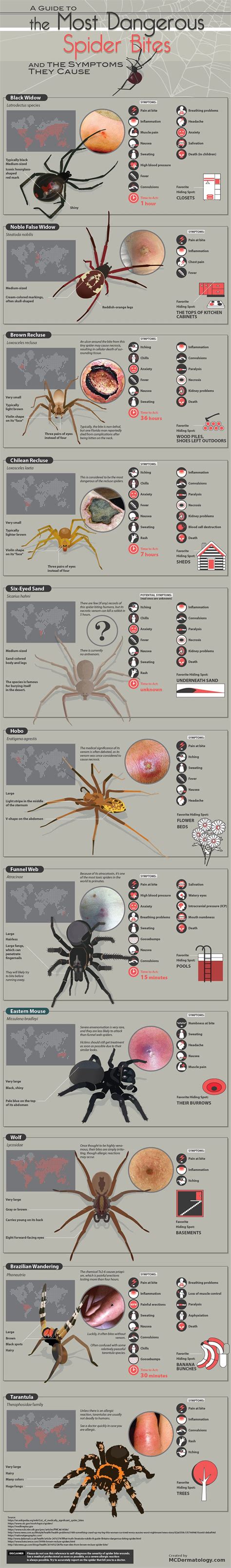 Spider Bite Symptoms In Humans