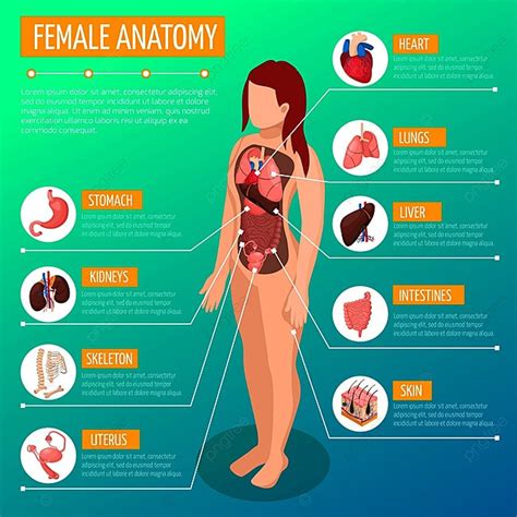 Organi Femminili Tutti Anatomia Umana Illustrazione Di Stock The Best