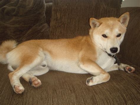 Stud Shiba Inu Ichiro Niki0186 Flickr