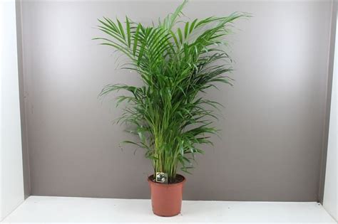 90cm Butterfly Indoor Palm - Areca Lutescens Dypis - Pot 19cm