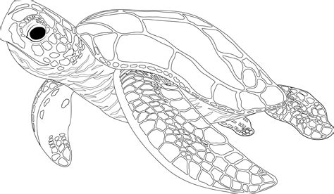 Arte Lineal De Tortuga Vieja Bajo El Agua PNG Tortuga Arte Lineal