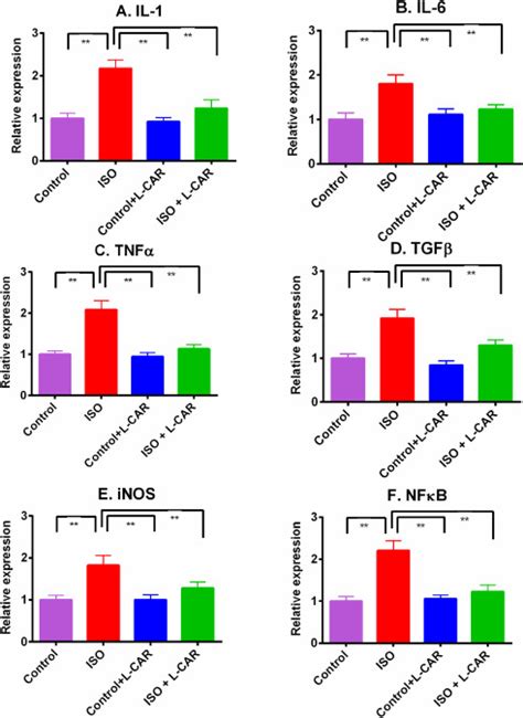 Protective Effects Of L Carnitine On Isoprenaline Induced Heart And