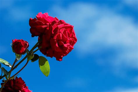 Banco de imagens natureza Flor plantar céu flor pétala vermelho