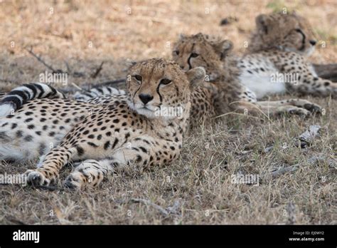 Cheetah Gepard Acinonyx Jubatus Hi Res Stock Photography And Images Alamy