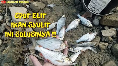 Tips Mancing Ikan Wader Tawes Yang Susah Makan Youtube