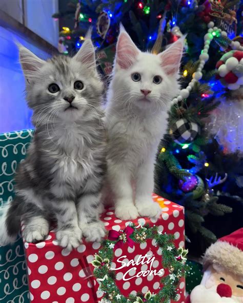 Salty Coons•••Maine Coon Kittens (@saltymainecoons) • Instagram photos
