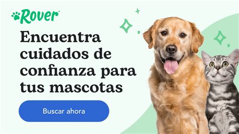 Por Qu Mi Perro Tiene La Nariz Seca