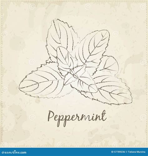 Peppermint Illustration De Vecteur Illustration Du Parfumé 57789236