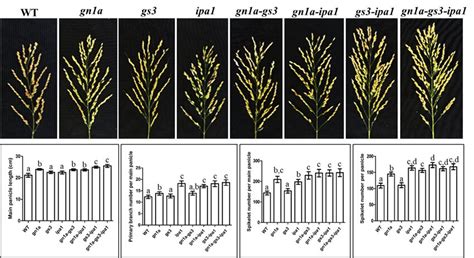 Representative main panicle architectures, main panicle length, the... | Download Scientific Diagram