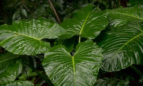 Alocasia Oreille d éléphant Plantes Risque