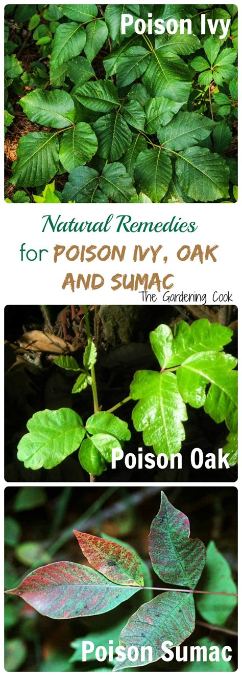 Poison Ivy And Poison Oak Natural Remedies