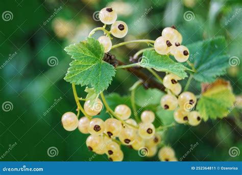 A Branch Of White Currant On A Bush A Bush With Berries Brush Of