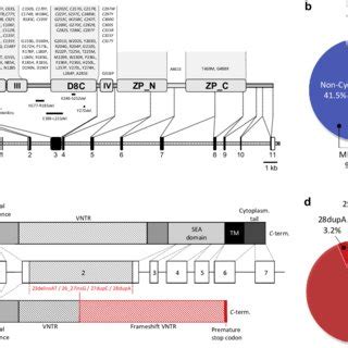 Spectrum Of Mutations In UMOD And MUC1 A UMOD Gene And Protein