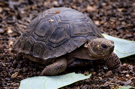 Santiago Giant Tortoise #9 | Galápagos Conservancy