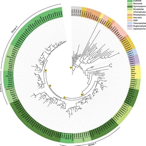 Comparative Phylogenetic Analysis Of Conserved Domain Across Download Scientific Diagram