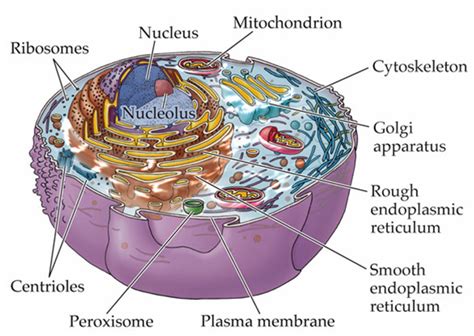 Biology Genius – Cell Organelles | Genius