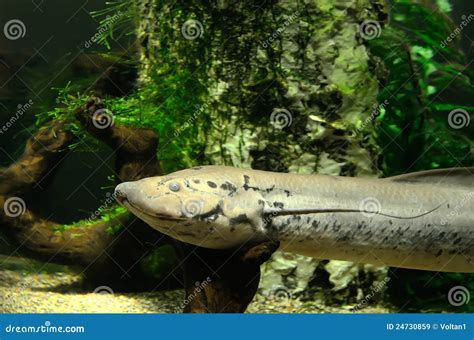 Peixes De Protopterus Imagem De Stock Imagem De Vida 24730859