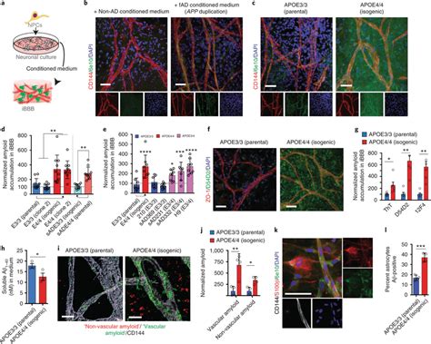 APOE4 increases amyloid accumulation in the iBBB a, Cartoon depicting ...