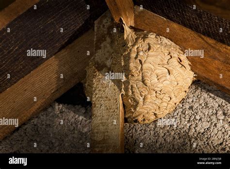 Common wasp (Vespula vulgaris) nest in attic, Bristol. UK Stock Photo ...