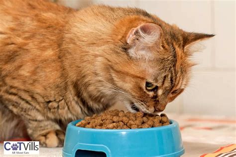 12 Best Dry Cat Foods For Your Kitties 2024 Honest Review