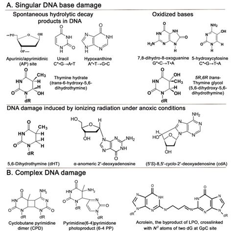 Unrooted Tree Of Uracil DNA Glycosylases Limited To One Per Taxonomic