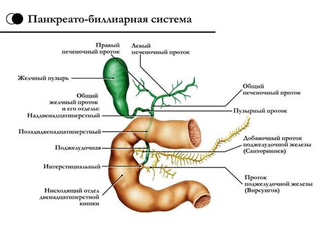 Клиническая анатомия брюшной полости - презентация онлайн