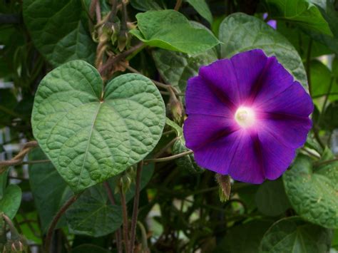 Ipomoea purpurea | CLIMBERS