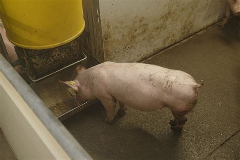 New Feed Product For Pigs Sees Higher Feed Conversion Ratio Pig Progress