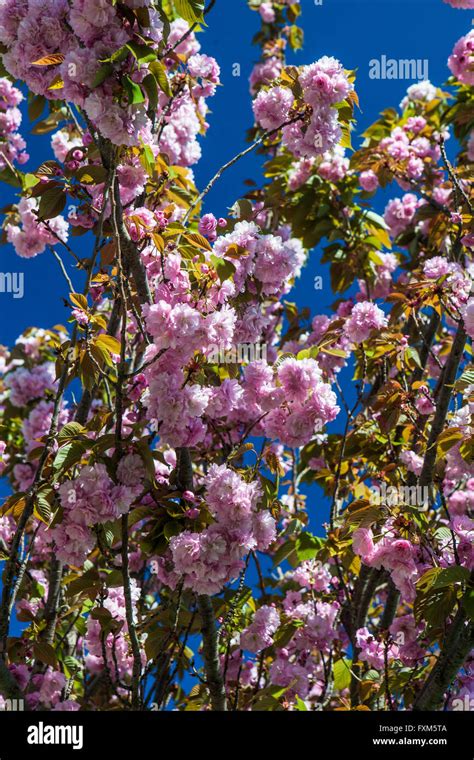 Prunus Serrulata Kanzan Cherry Tree Banque De Photographies Et Dimages