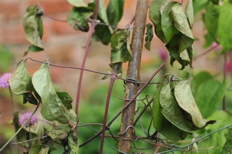 Braune Bl Tter An Clematis Woher Kommen Sie