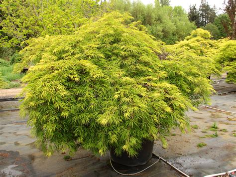 Buy Acer Palmatum Midori No Teiboku Specimen 1197 Conifer Kingdom