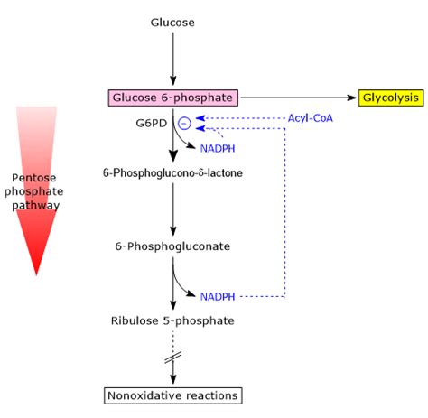 Glucose 6 Phosphate Dehydrogenase