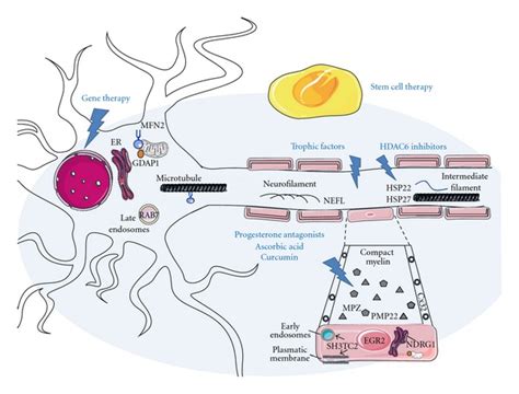 Peripheral Nerve Structure And Cell Localization Of Some Cmt Proteins