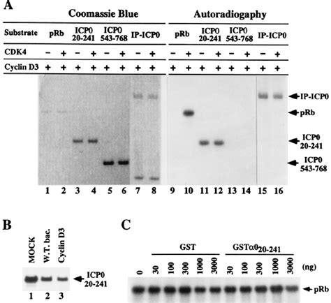 In Vitro Kinase Assays A Photographic Image Of Coomassie