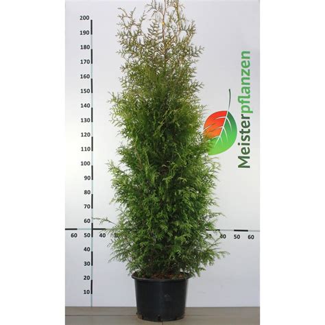 Thuja Brabant Cm Im Topf Angebote Inkl Versand