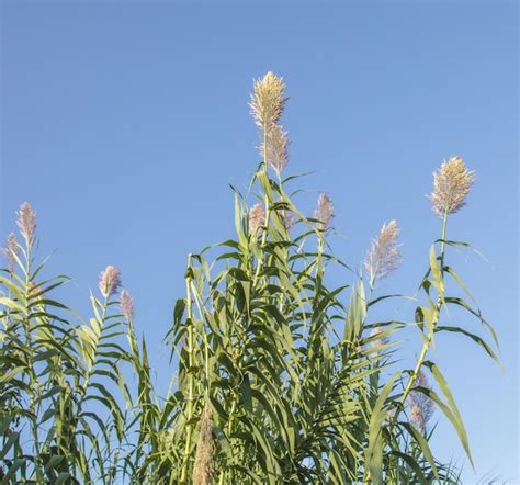 800+ Miscanthus Pictures