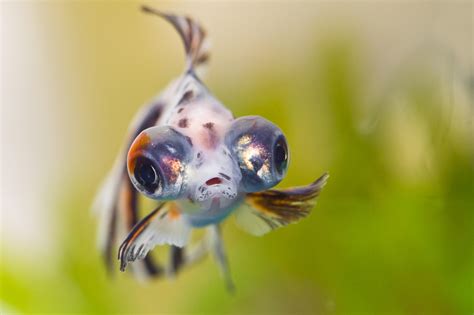 Peixe Telesc Pio Carassius Auratus Caracter Sticas E Cuidados