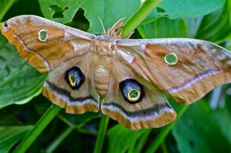 Polyphemus Moth Cocoon Antheraea polyphemus | Kim Smith Films