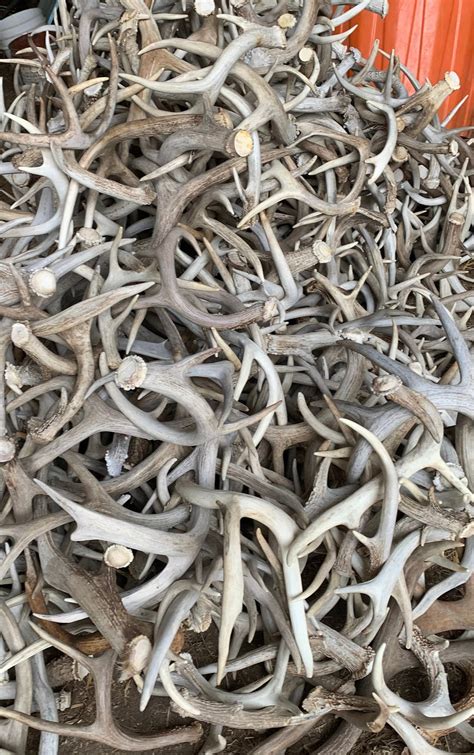 Bulk Craft Whitetail Deer Antlers Cutoff Antler Sheds From Montana No