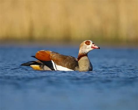 Egyptian Goose - Facts, Diet, Habitat & Pictures on Animalia.bio