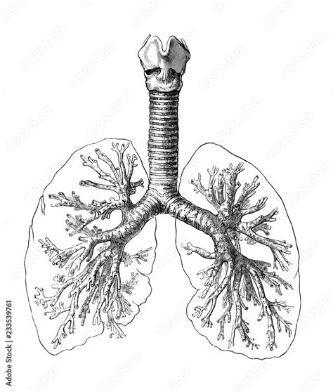 Vintage Illustration Of Anatomy Human Respiratory System Bronchi