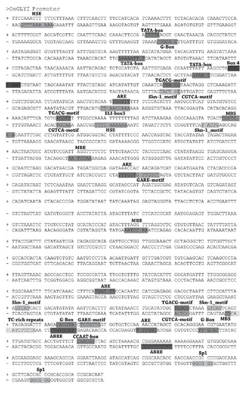 A Schematic Representation Of Some Of The Various Cis Regulatory