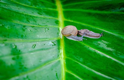 Les méthodes naturelles pour éloigner les limaces et escargots de votre