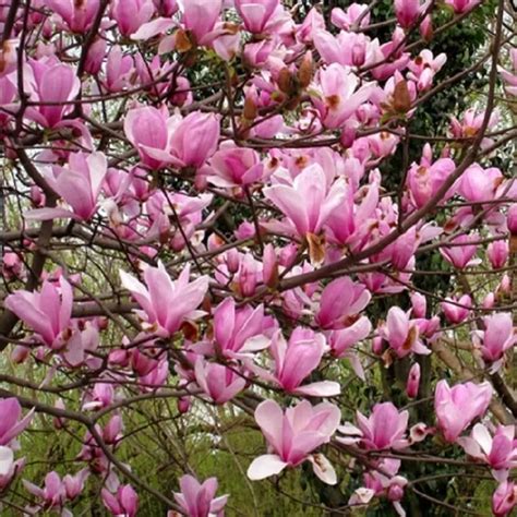 Magnolia Bonsai Magnolia Tree Magnolia Flowers Bonsai For Home Garden