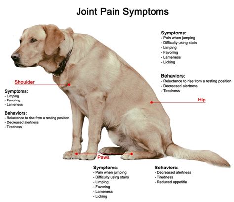 Osteoarthritis - Mowbray Vet