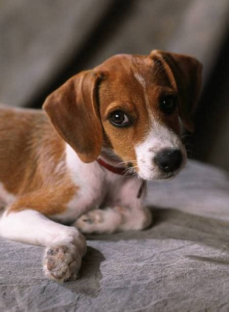 Jack Russell Beagle Mix Breeds