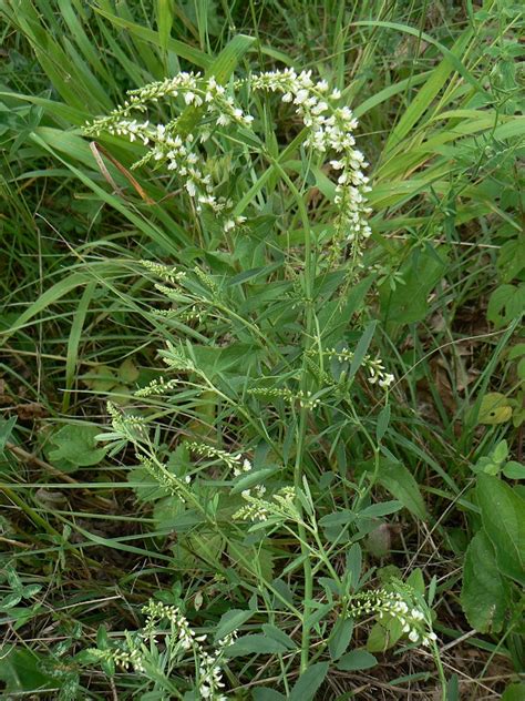 Mélilot blanc Melilotus alba