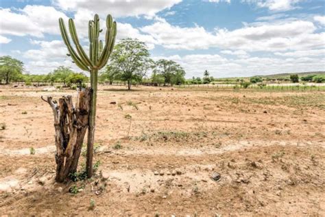 Caatinga resumo características fauna vegetação e clima